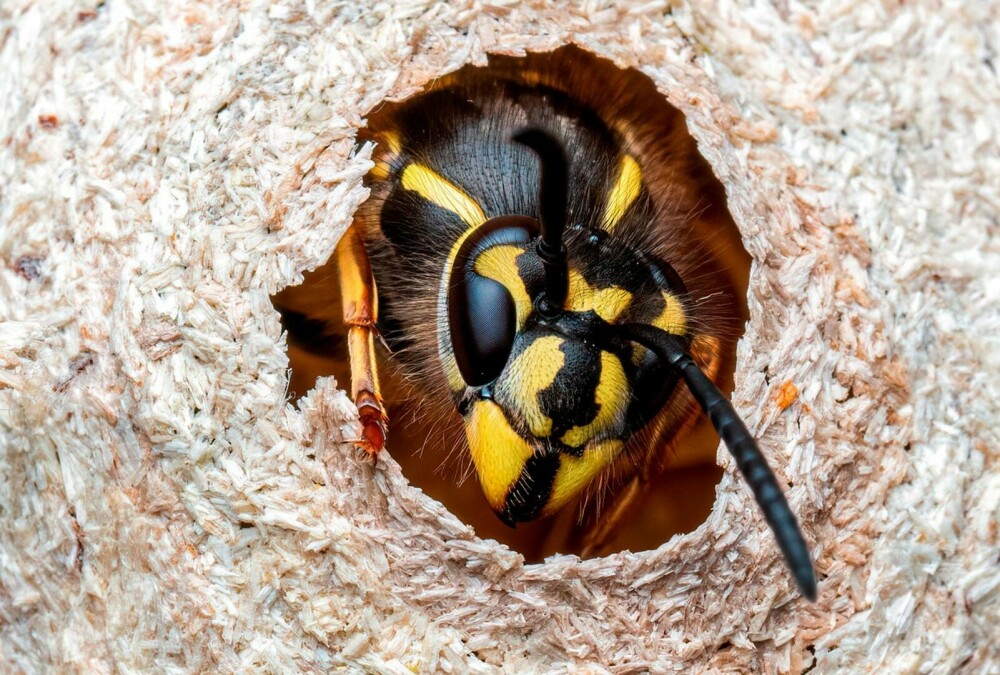 Imagini rare. Cum arată interiorul unui cuib de viespi. Un fotograf a surprins și Regina. GALERIE FOTO - Imaginea 1