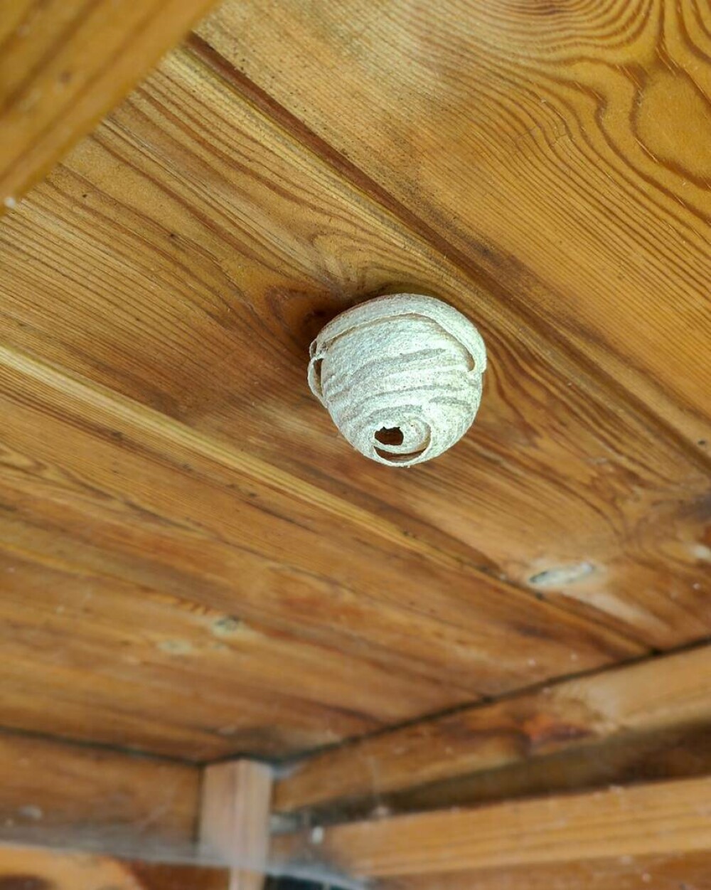Imagini rare. Cum arată interiorul unui cuib de viespi. Un fotograf a surprins și Regina. GALERIE FOTO - Imaginea 2