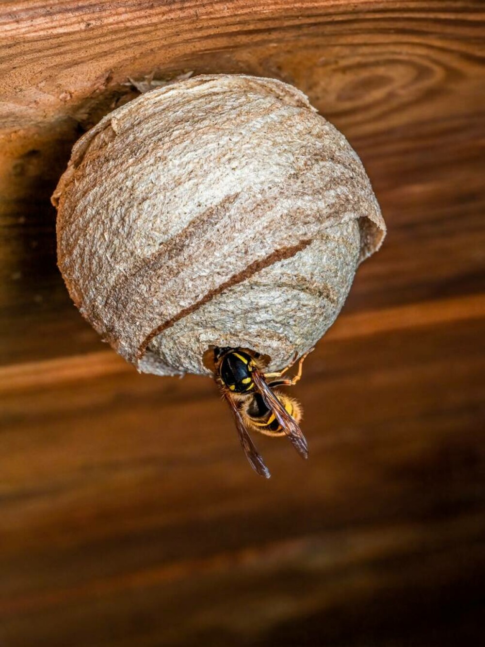 Imagini rare. Cum arată interiorul unui cuib de viespi. Un fotograf a surprins și Regina. GALERIE FOTO - Imaginea 3