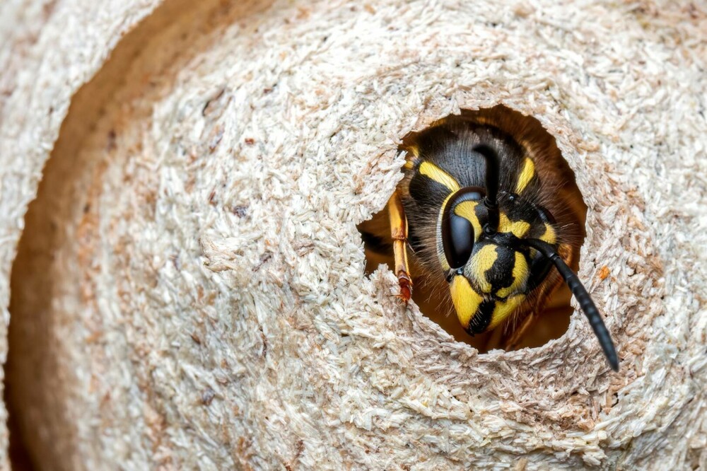 Imagini rare. Cum arată interiorul unui cuib de viespi. Un fotograf a surprins și Regina. GALERIE FOTO - Imaginea 4