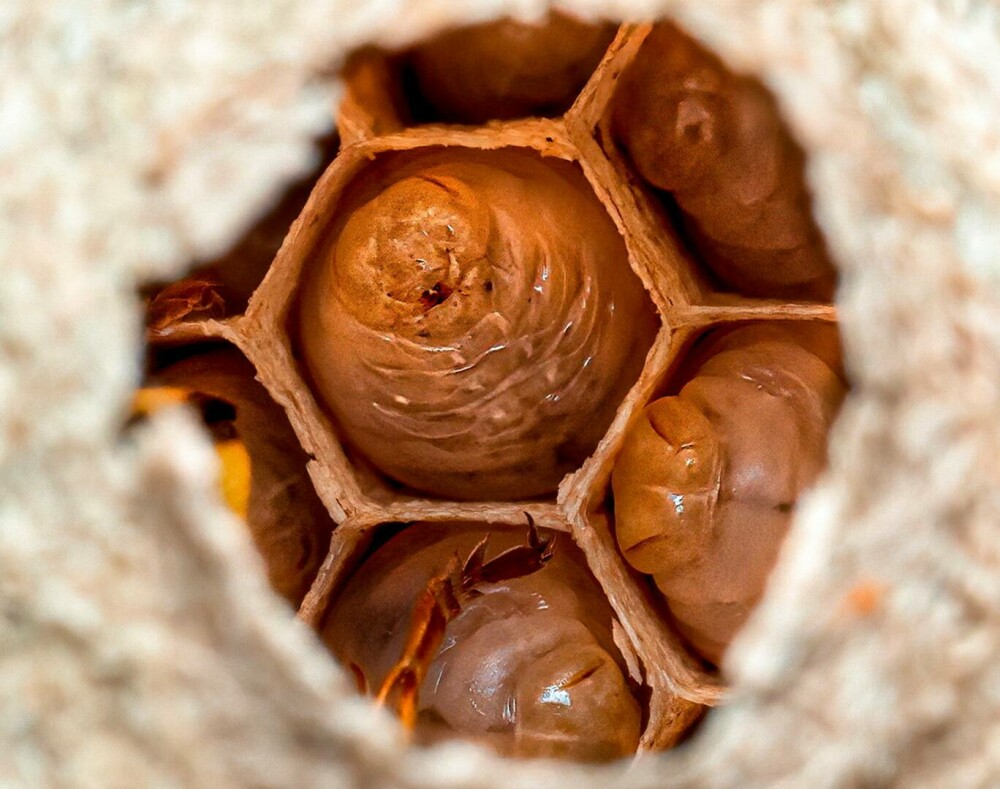 Imagini rare. Cum arată interiorul unui cuib de viespi. Un fotograf a surprins și Regina. GALERIE FOTO - Imaginea 5