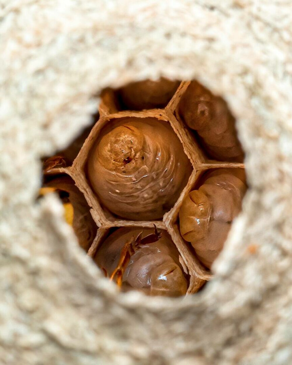 Imagini rare. Cum arată interiorul unui cuib de viespi. Un fotograf a surprins și Regina. GALERIE FOTO - Imaginea 6