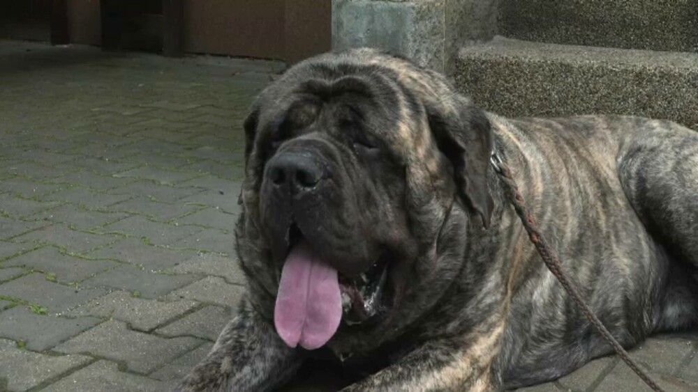 Câinele uriaș care cântărește 126 de kilograme. Mănâncă zilnic două kilograme de hrană | GALERIE FOTO - Imaginea 5