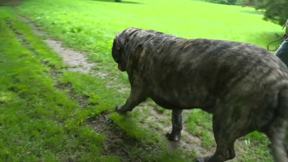 Câinele uriaș care cântărește 126 de kilograme. Mănâncă zilnic două kilograme de hrană | GALERIE FOTO - Imaginea 8