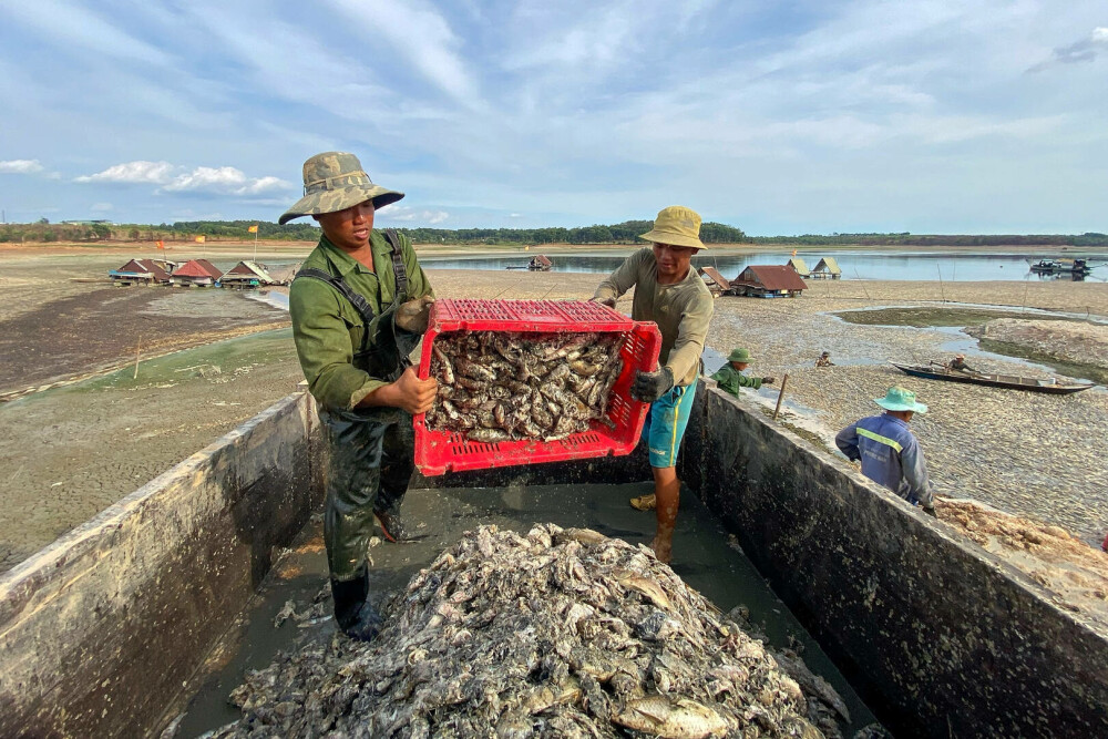 Imagini dramatice cu pescari din Vietnam printre sute de mii de pești morți, pe o suprafață de sute de hectare. FOTO - Imaginea 1