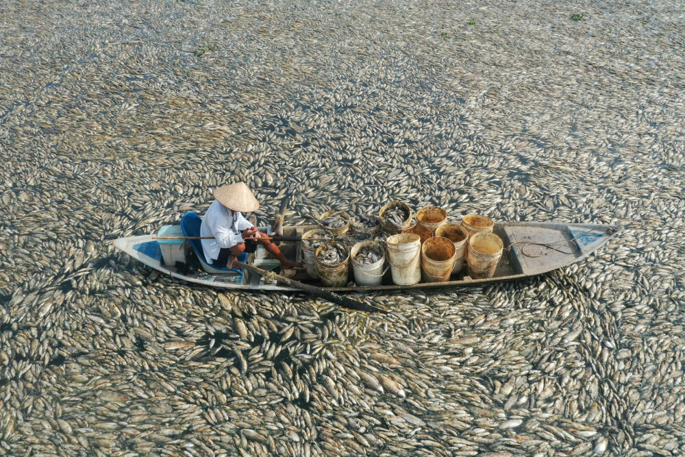 Imagini dramatice cu pescari din Vietnam printre sute de mii de pești morți, pe o suprafață de sute de hectare. FOTO - Imaginea 2