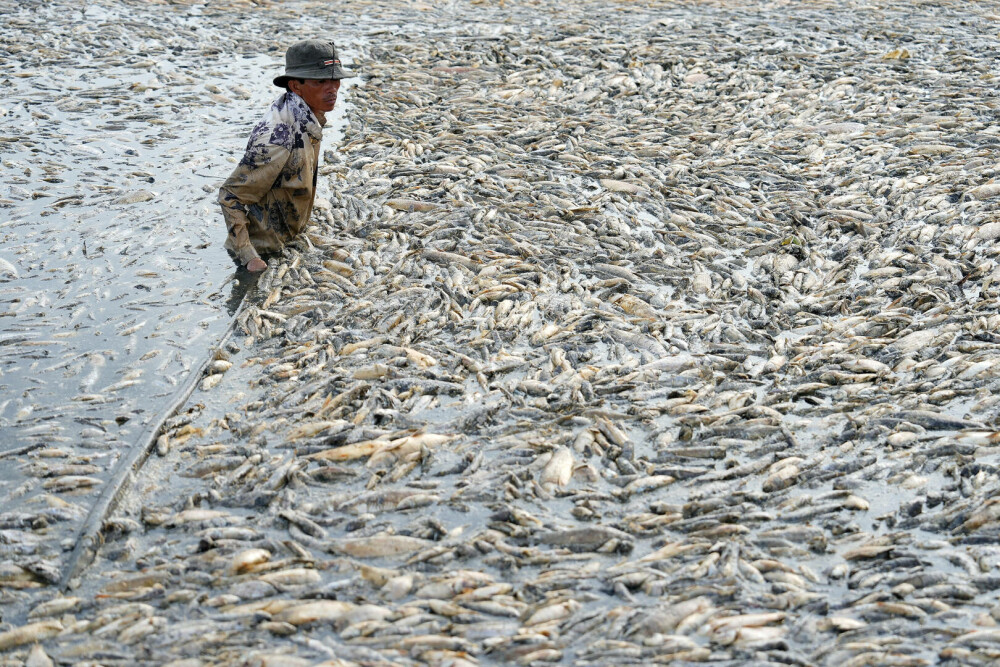 Imagini dramatice cu pescari din Vietnam printre sute de mii de pești morți, pe o suprafață de sute de hectare. FOTO - Imaginea 3