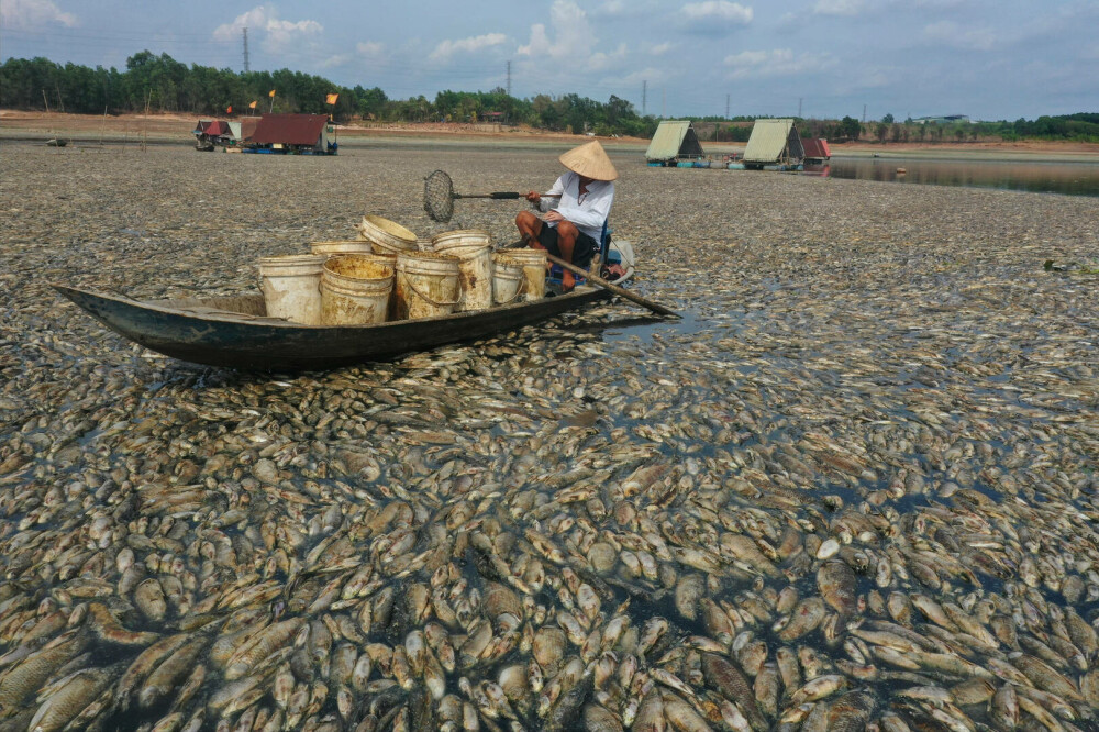 Imagini dramatice cu pescari din Vietnam printre sute de mii de pești morți, pe o suprafață de sute de hectare. FOTO - Imaginea 4