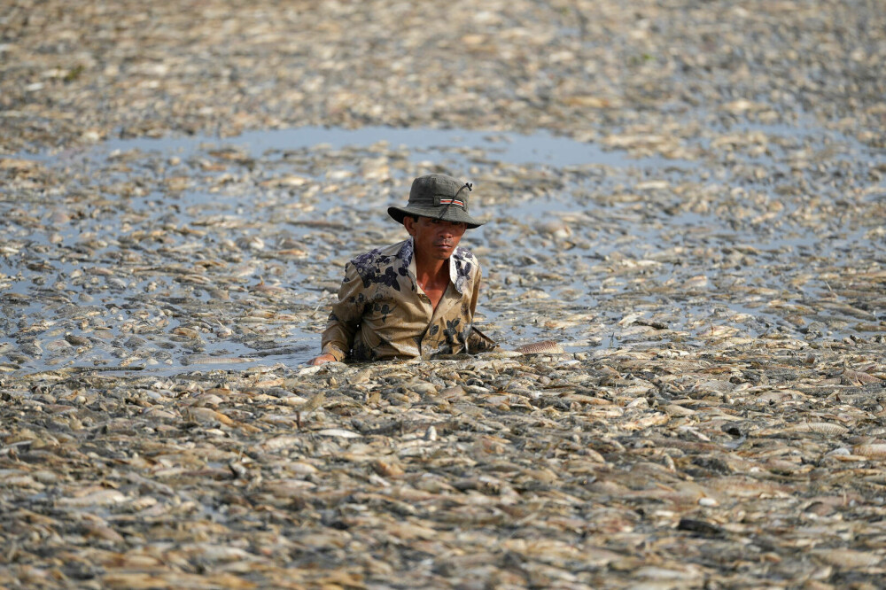 Imagini dramatice cu pescari din Vietnam printre sute de mii de pești morți, pe o suprafață de sute de hectare. FOTO - Imaginea 6