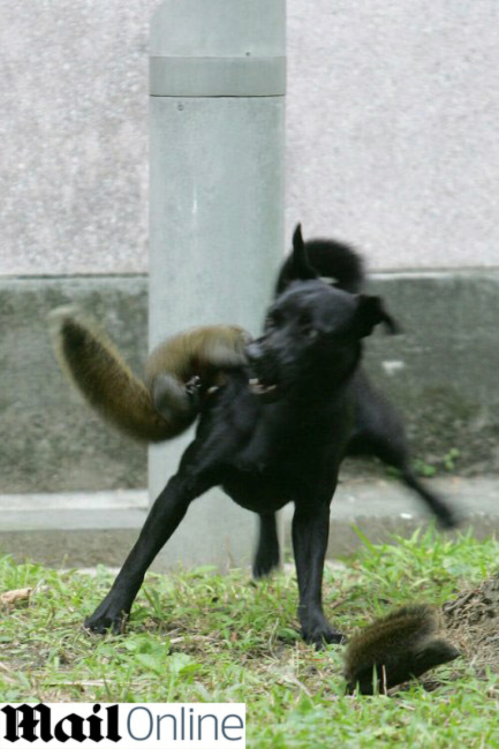 IMAGINI INCREDIBILE! O veverita isi salveaza puiul de atacul unui caine! - Imaginea 3