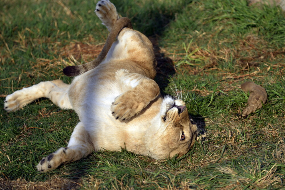 Dupa o viata petrecuta la ZOO Timisoara, leoaicele si-au regasit paradisul in Africa de Sud. VIDEO - Imaginea 1