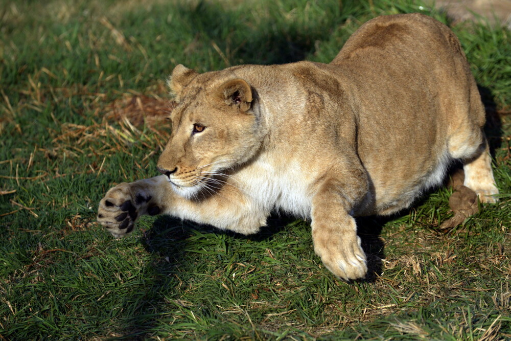 Dupa o viata petrecuta la ZOO Timisoara, leoaicele si-au regasit paradisul in Africa de Sud. VIDEO - Imaginea 2