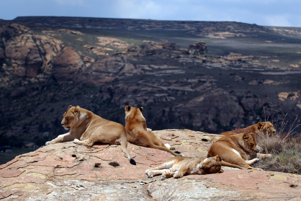 Dupa o viata petrecuta la ZOO Timisoara, leoaicele si-au regasit paradisul in Africa de Sud. VIDEO - Imaginea 3