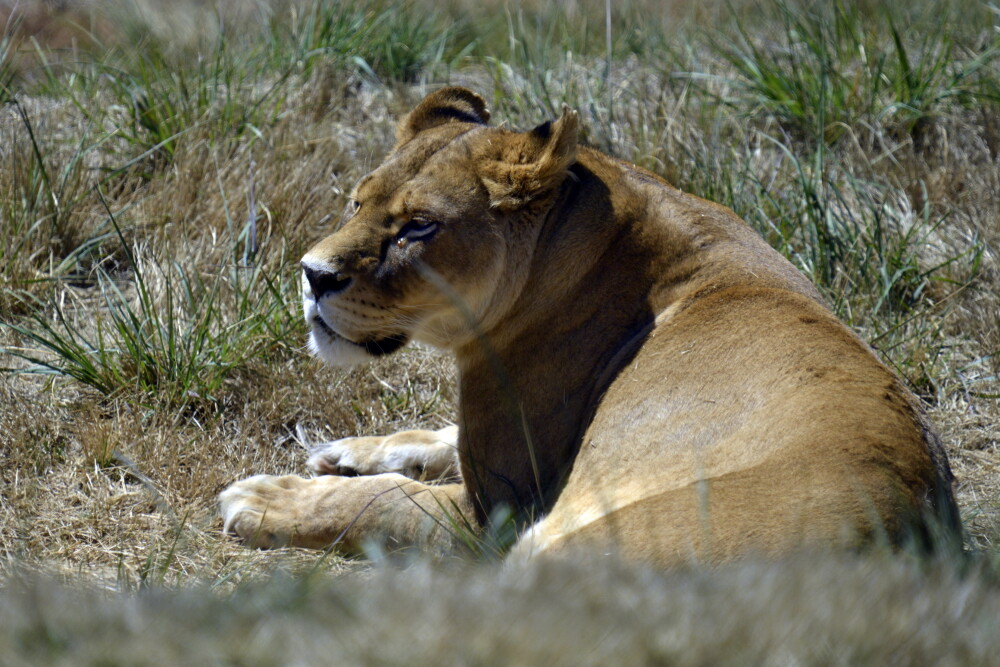 Dupa o viata petrecuta la ZOO Timisoara, leoaicele si-au regasit paradisul in Africa de Sud. VIDEO - Imaginea 4
