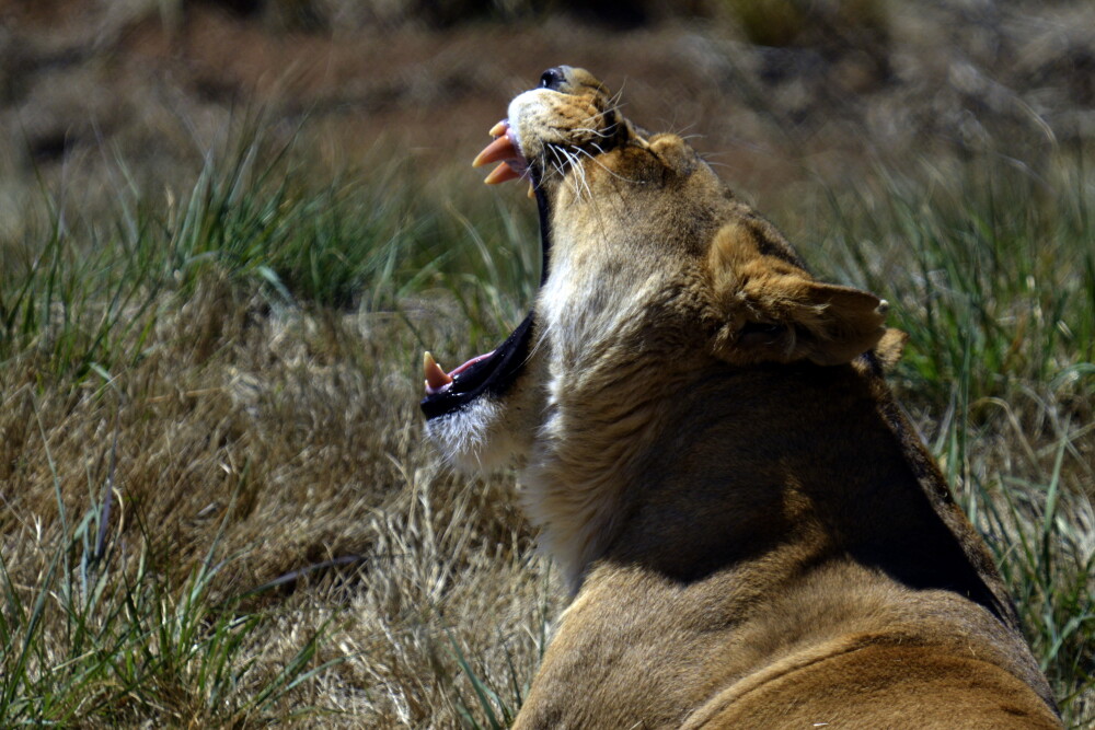 Dupa o viata petrecuta la ZOO Timisoara, leoaicele si-au regasit paradisul in Africa de Sud. VIDEO - Imaginea 5