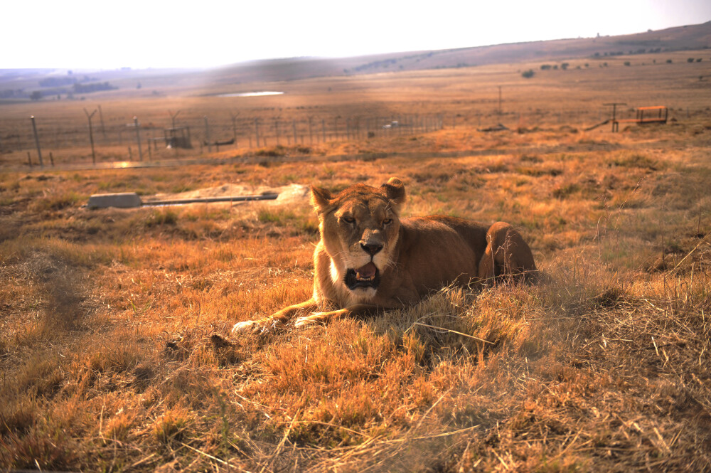 Dupa o viata petrecuta la ZOO Timisoara, leoaicele si-au regasit paradisul in Africa de Sud. VIDEO - Imaginea 6
