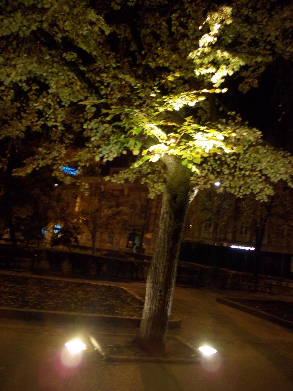Monumentul Sfantului Nepomuk si copacii din Piata Libertatii, iluminati artistic. Vezi GALERIE FOTO - Imaginea 6