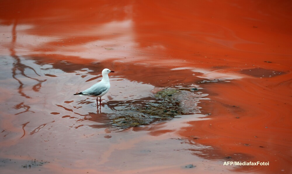 Fenomen biologic neobisnuit in Australia: marea colorata in rosu. VIDEO - Imaginea 1