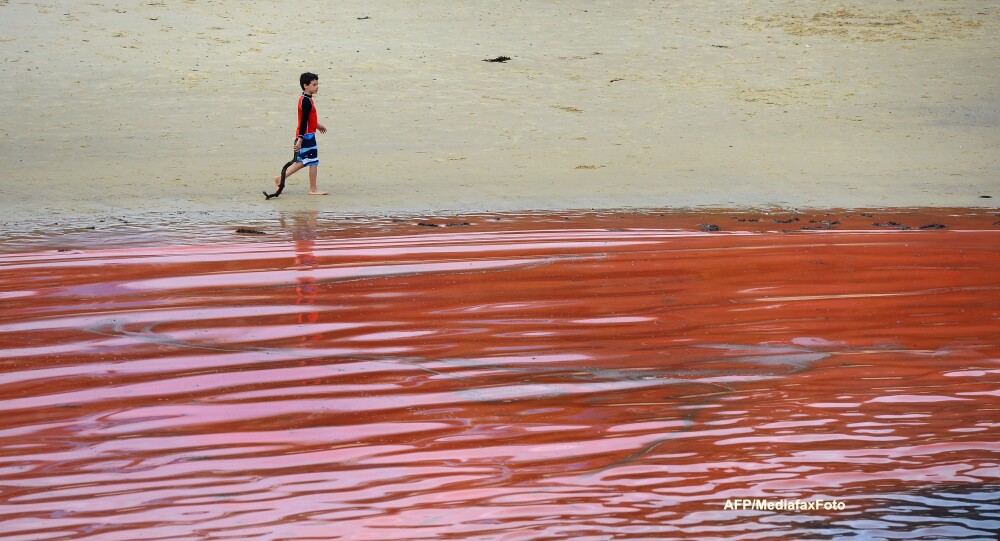 Fenomen biologic neobisnuit in Australia: marea colorata in rosu. VIDEO - Imaginea 2