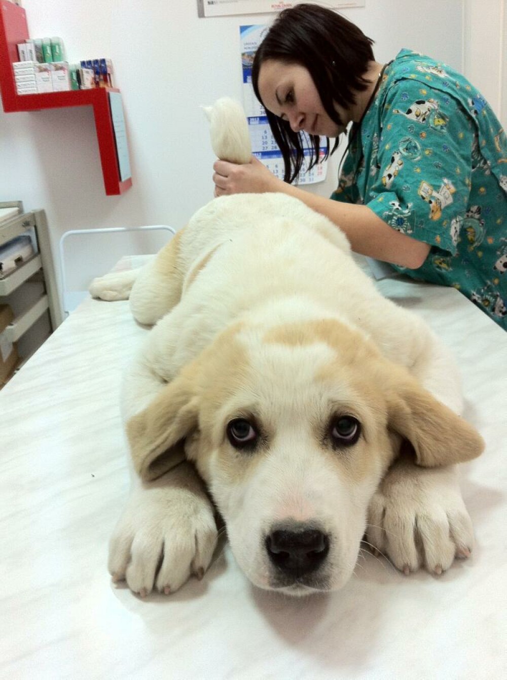Clinica Veterinara Bassy – pasiune si profesionalism pentru animalul tau de companie ! (P) - Imaginea 3