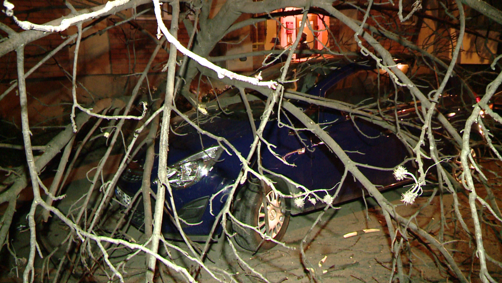 Pompierii din Timisoara au intervenit miercuri seara pentru a indeparta un pom cazut peste o masina - Imaginea 2