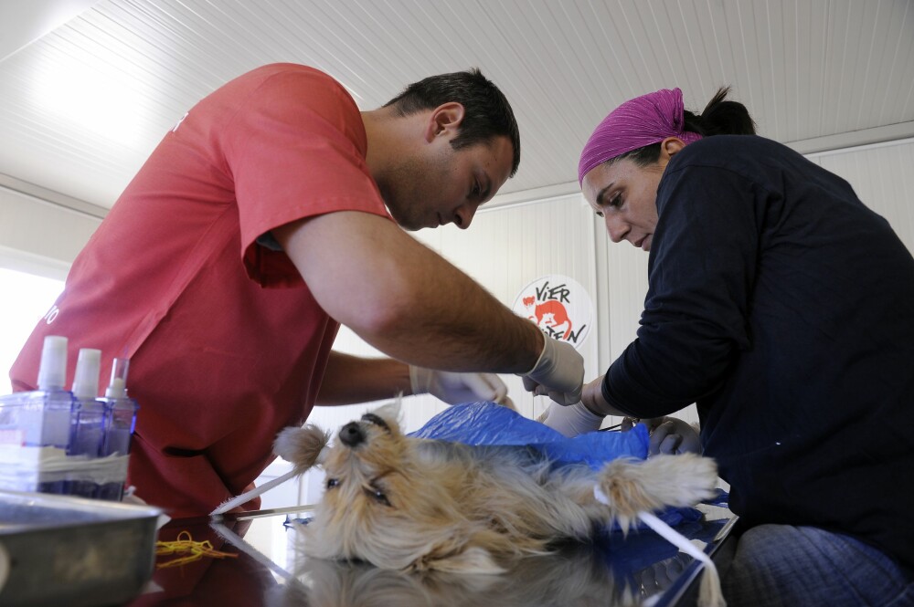 Campanie de sterilizare a cainilor si pisicilor fara stapan din municiul Dej - Imaginea 2