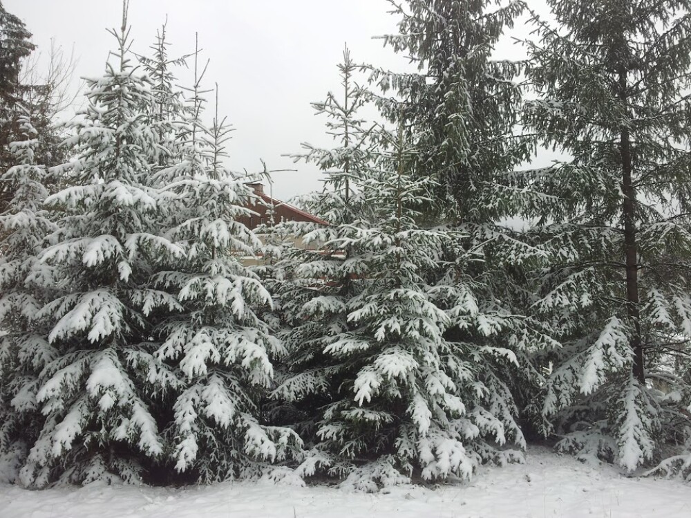 Iarna a ajuns la Cluj. La Baisoara, stratul de zapada atinge 10 centimetri - Imaginea 1
