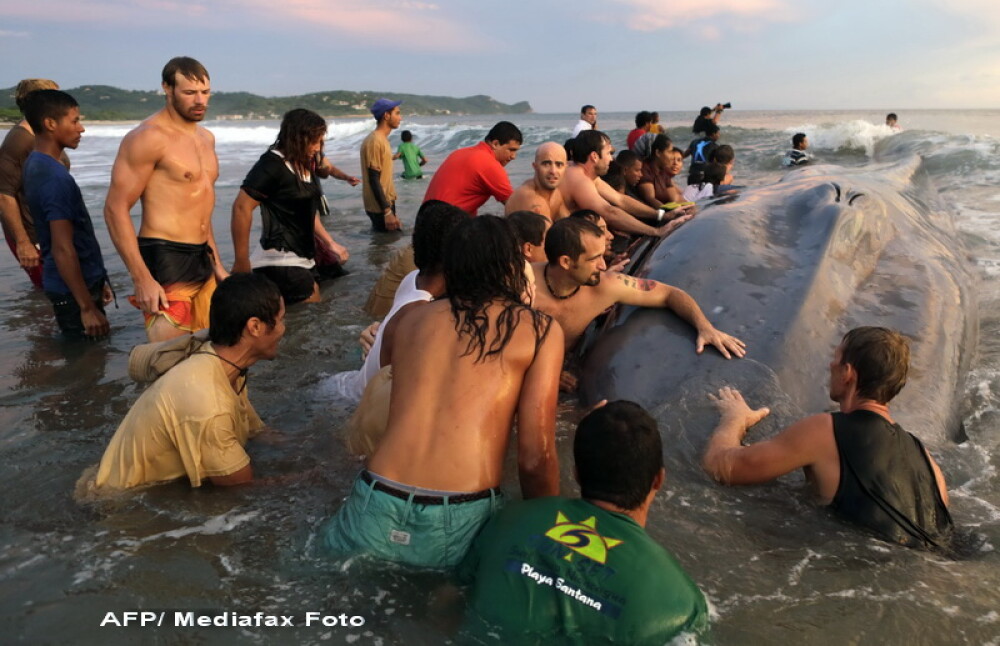 O balena uriasa, de 18 metri lungime, a esuat pe o plaja din Nicaragua si zeci de oameni incearca sa o salveze. VIDEO si FOTO - Imaginea 1