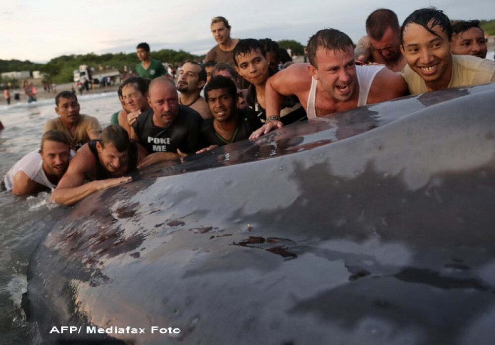 O balena uriasa, de 18 metri lungime, a esuat pe o plaja din Nicaragua si zeci de oameni incearca sa o salveze. VIDEO si FOTO - Imaginea 2