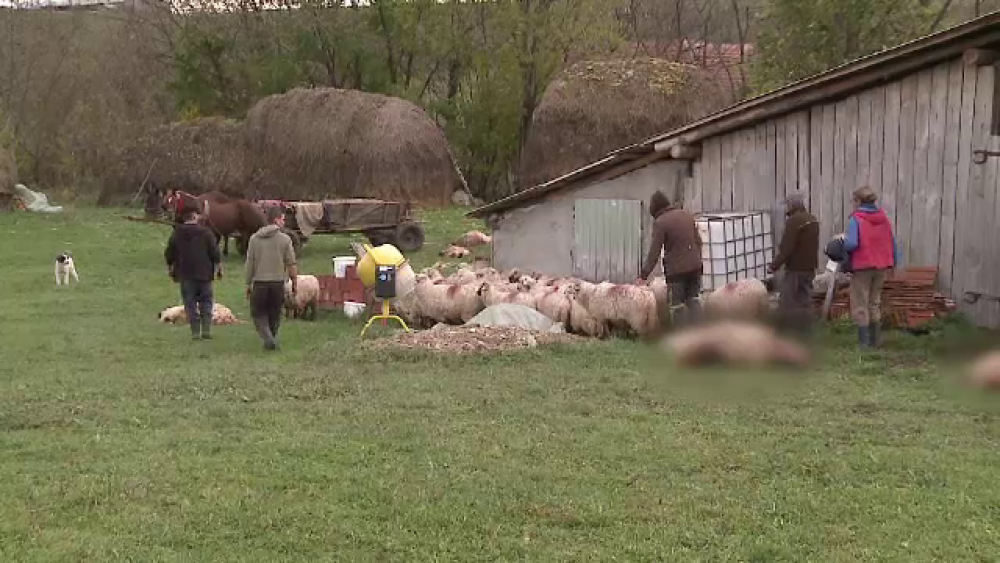 100 de oi cazute prada unei haite de lupi, intr-o noapte. Scenele cumplite descoperite de oameni dupa atac - Imaginea 1