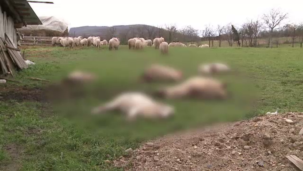 100 de oi cazute prada unei haite de lupi, intr-o noapte. Scenele cumplite descoperite de oameni dupa atac - Imaginea 3