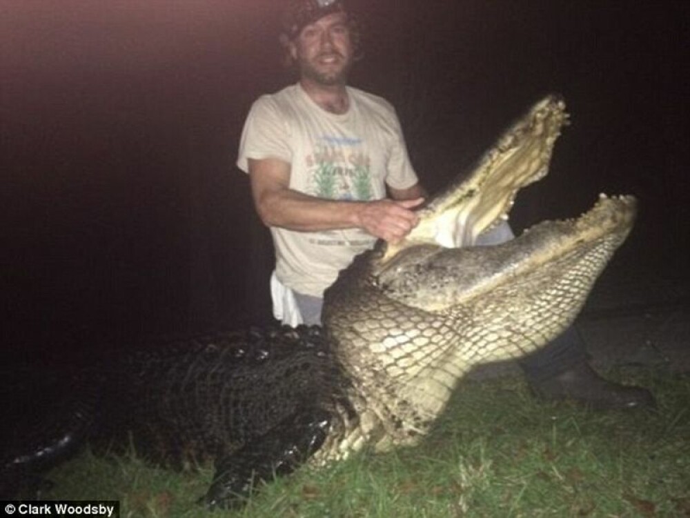 Captura impresionanta facuta de un vanator de crocodili din America. Cum arata “monstrul” de peste 300 de kilograme. FOTO - Imaginea 2