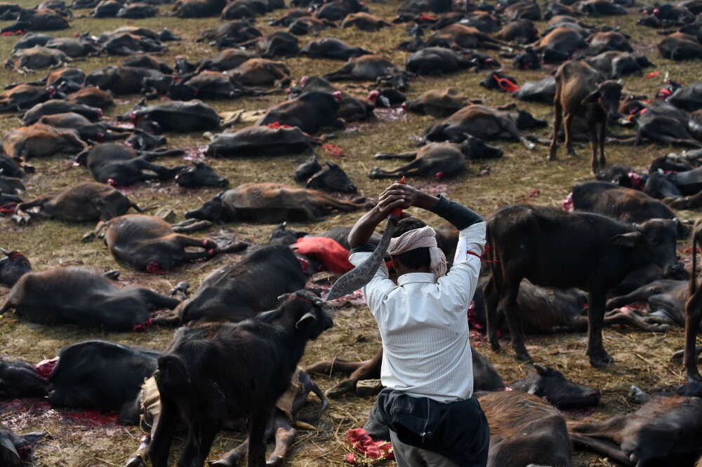 Peste 5000 de bivoli au fost ucisi in Nepal in timpul festivalului Gadhimai. Imagini cu impact emotional puternic - Imaginea 4