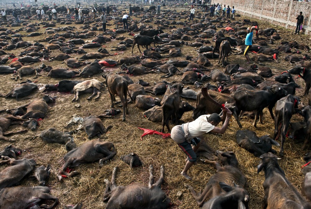 Peste 5000 de bivoli au fost ucisi in Nepal in timpul festivalului Gadhimai. Imagini cu impact emotional puternic - Imaginea 2