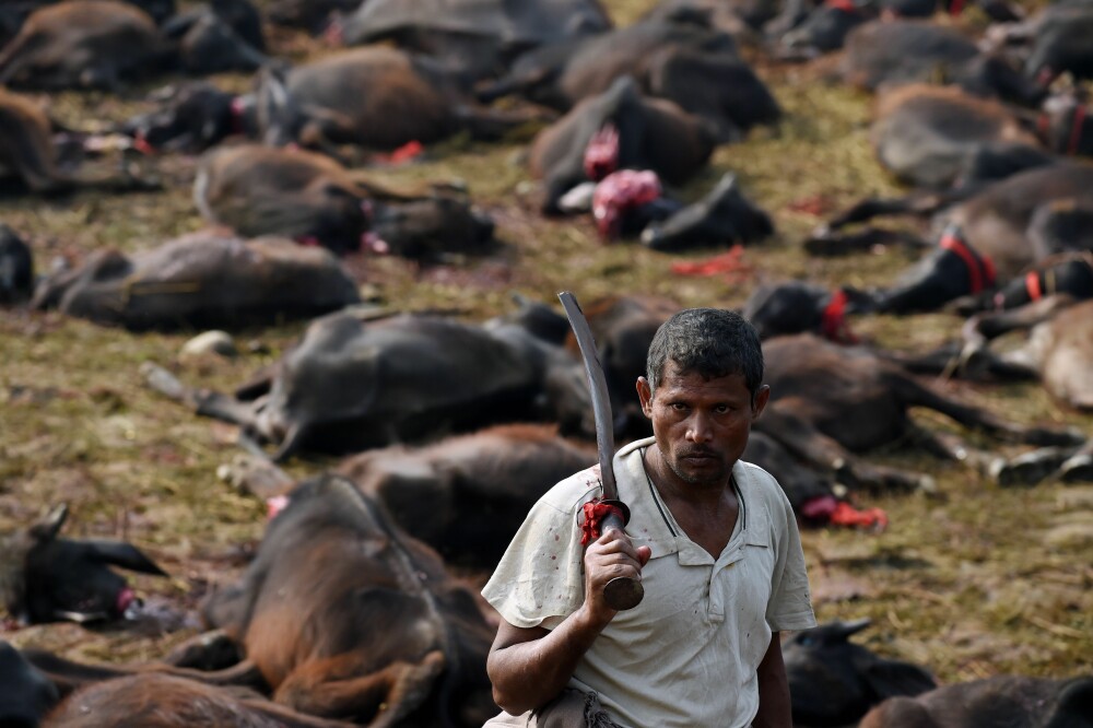 Peste 5000 de bivoli au fost ucisi in Nepal in timpul festivalului Gadhimai. Imagini cu impact emotional puternic - Imaginea 1