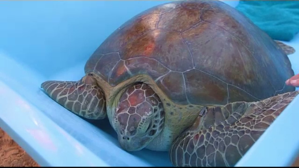 Țestoasa cu o suliță înfiptă în corp. S-a lansat o recompensă uriașă pentru găsirea vinovaților - Imaginea 1