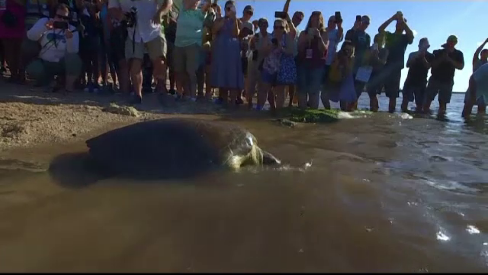 Țestoasa cu o suliță înfiptă în corp. S-a lansat o recompensă uriașă pentru găsirea vinovaților - Imaginea 2