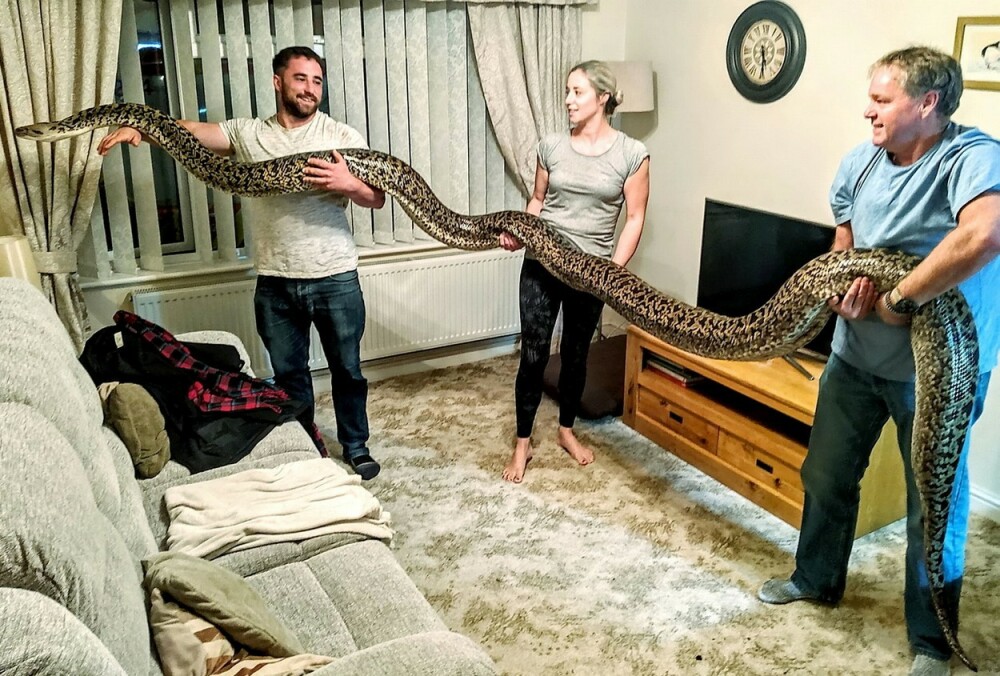 A cumpărat un șarpe de câțiva cm, dar s-a trezit în casă cu cel mai mare piton din lume - Imaginea 4