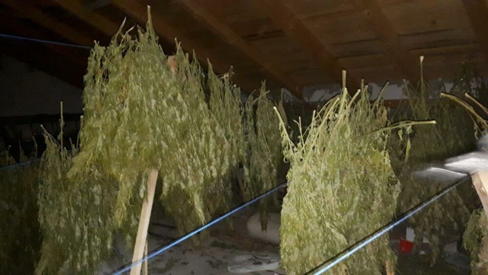 Cultură uriașă de cannabis, descoperită în Neamț. Cu cât vindea suspectul kilogramul - Imaginea 3