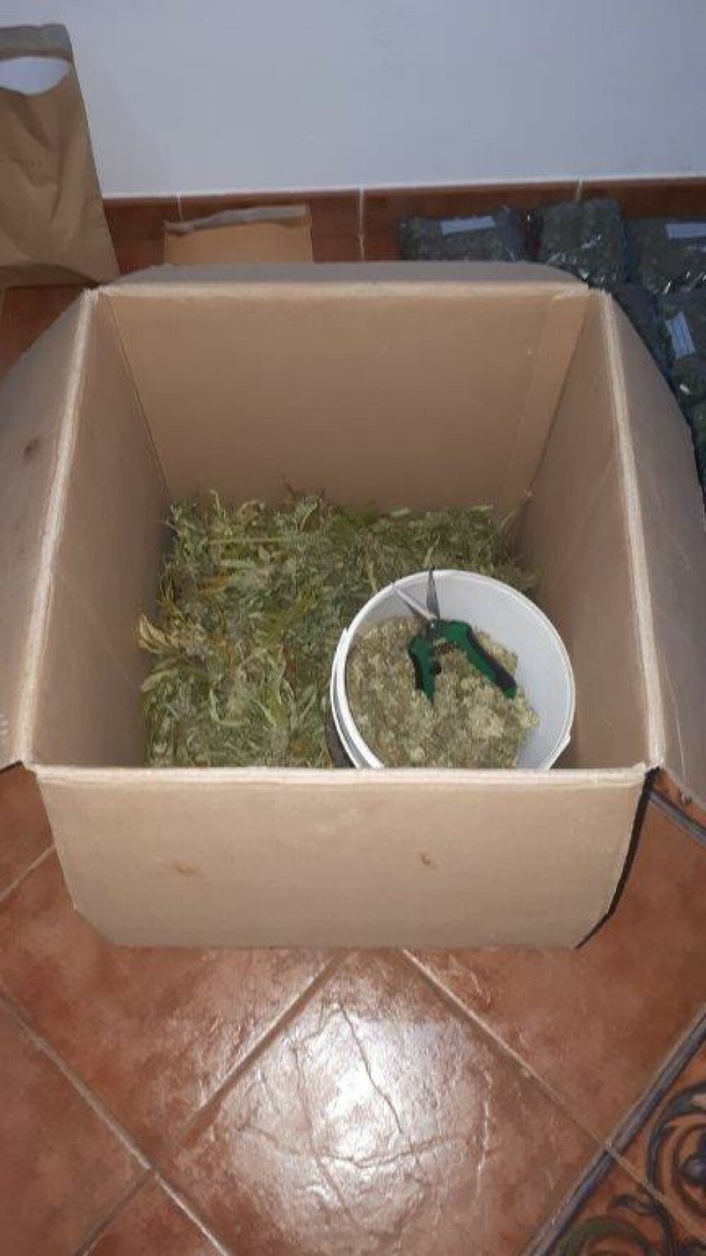 Cultură uriașă de cannabis, descoperită în Neamț. Cu cât vindea suspectul kilogramul - Imaginea 5