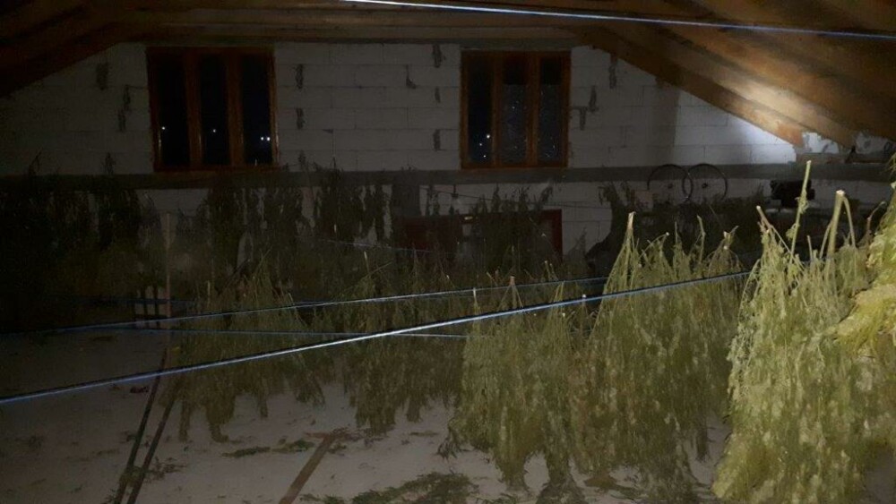Captură de droguri de peste 500.000 de euro în casa unui tânăr din Neamț - Imaginea 3