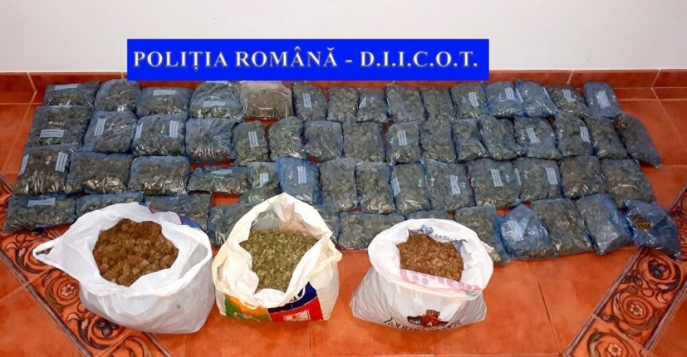 Captură de droguri de peste 500.000 de euro în casa unui tânăr din Neamț - Imaginea 1