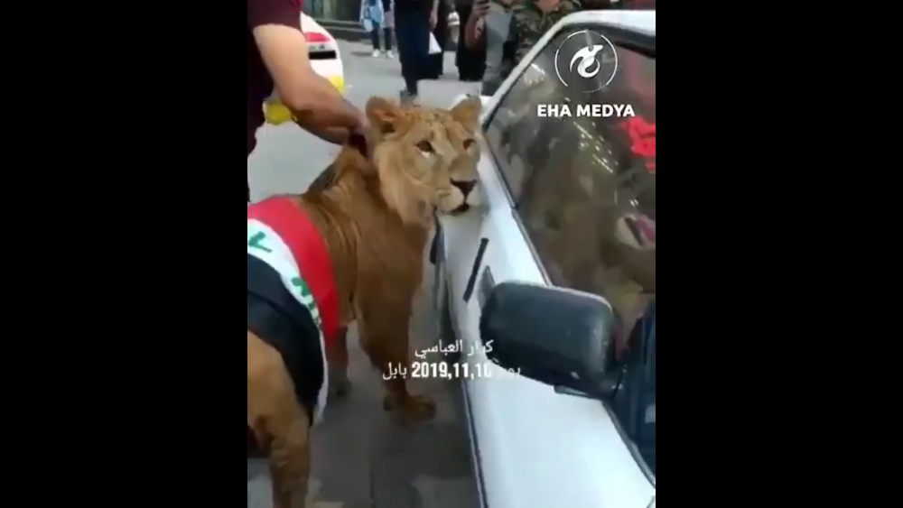 Motivul pentru care un bărbat a mers la proteste însoțit de un leu feroce | VIDEO - Imaginea 11