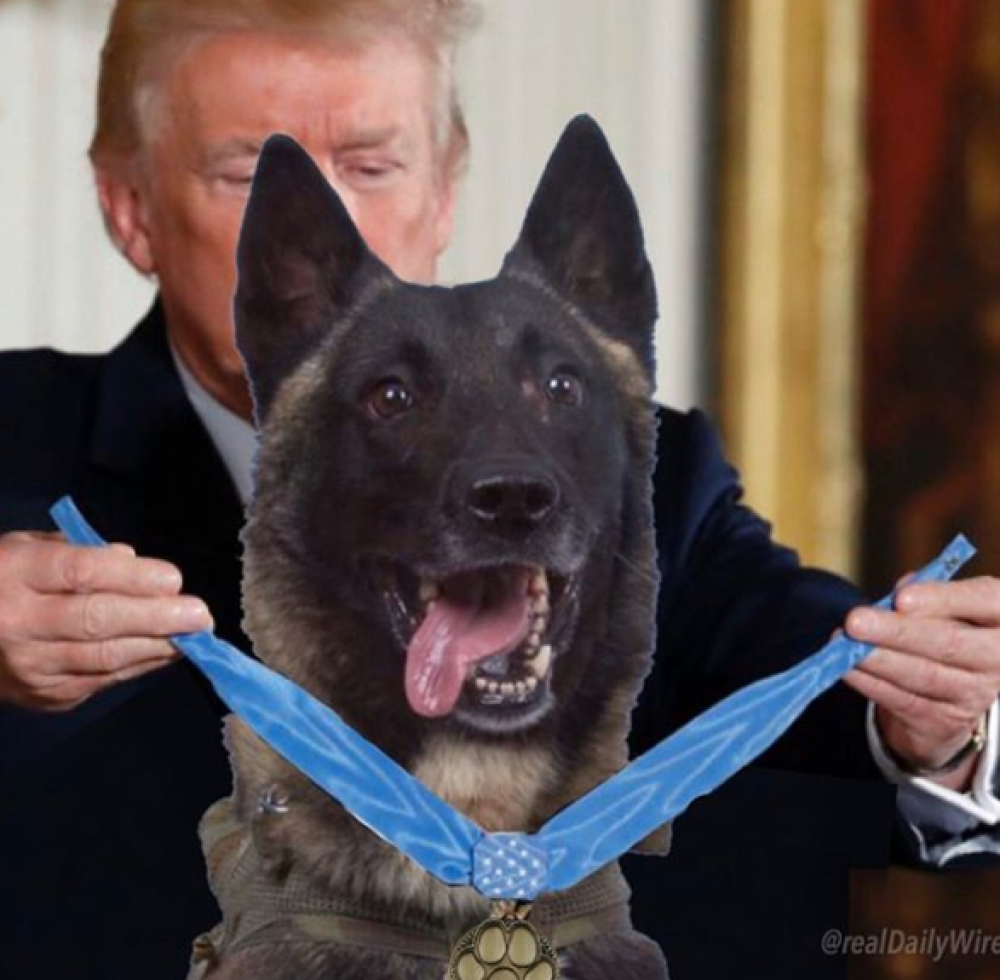 Celebrul câine care l-a urmărit pe liderul ISIS, decorat de Trump. „Este incredibil” - Imaginea 3