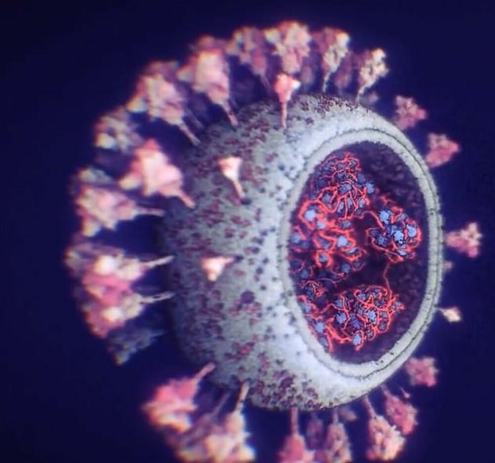Cele mai noi imagini cu coronavirusul SARS-CoV-2 văzut la microscop. GALERIE FOTO - Imaginea 3