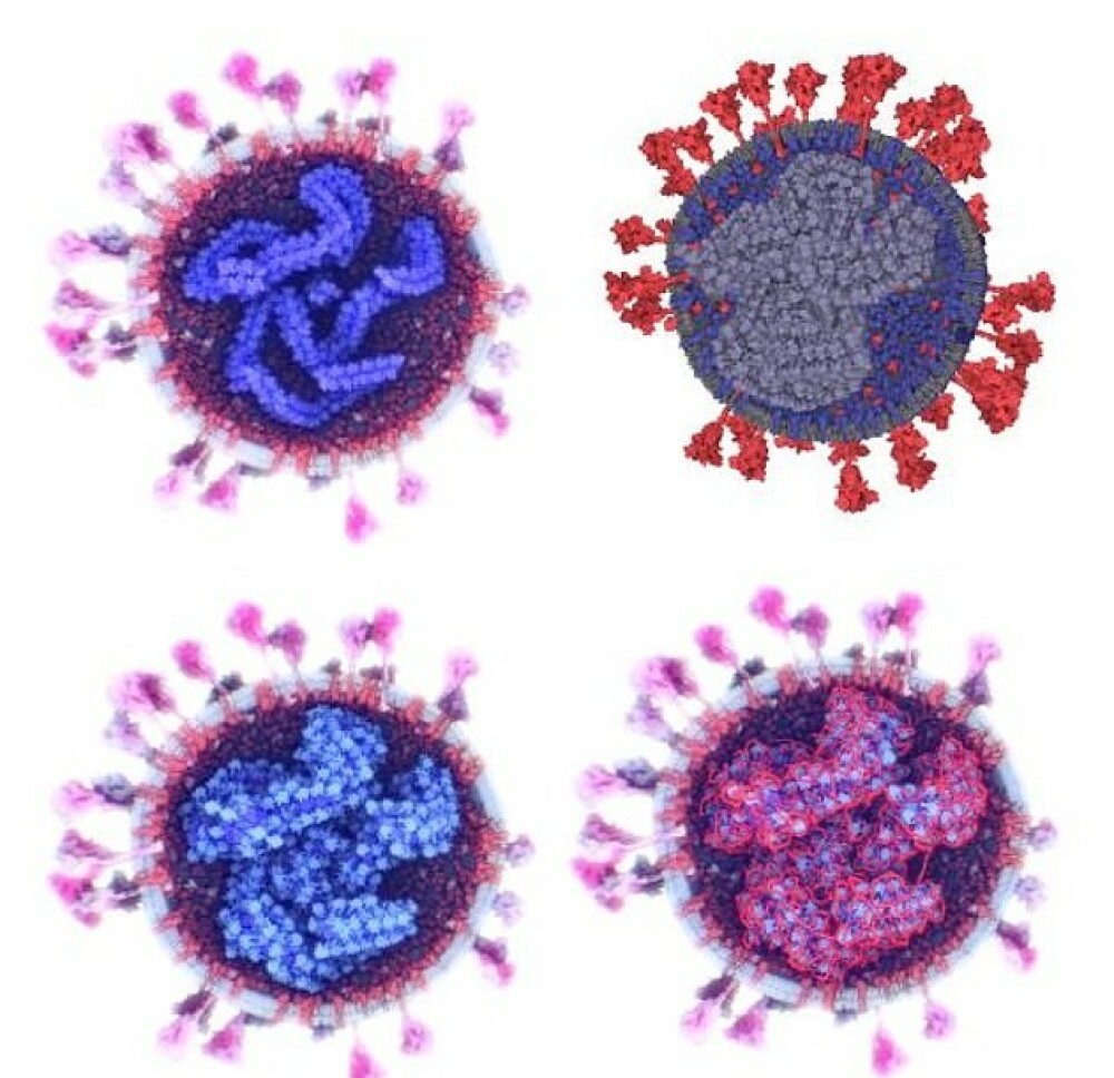 Cele mai noi imagini cu coronavirusul SARS-CoV-2 văzut la microscop. GALERIE FOTO - Imaginea 4