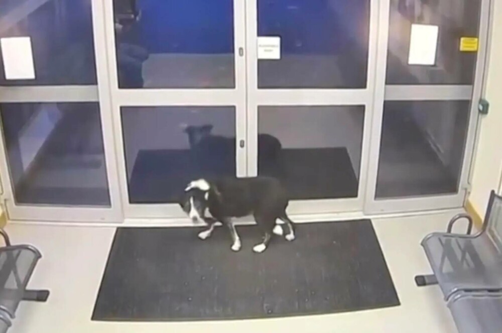 Imagini virale. Un câine pierdut s-a dus singur la Poliție. Ce au descoperit ulterior agenții - Imaginea 3