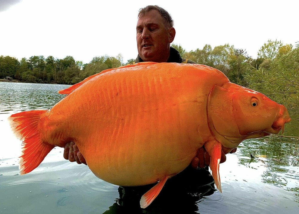 A fost prins cel mai mare pește auriu din lume. Un bărbat a făcut captura care a doborât recordul. FOTO - Imaginea 2