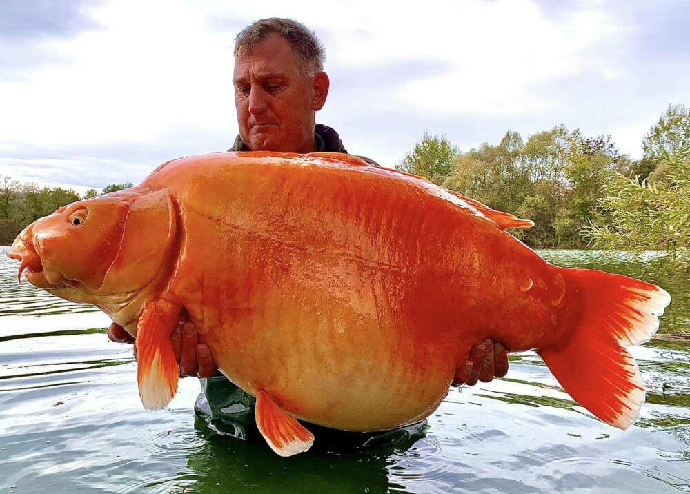 A fost prins cel mai mare pește auriu din lume. Un bărbat a făcut captura care a doborât recordul. FOTO - Imaginea 3