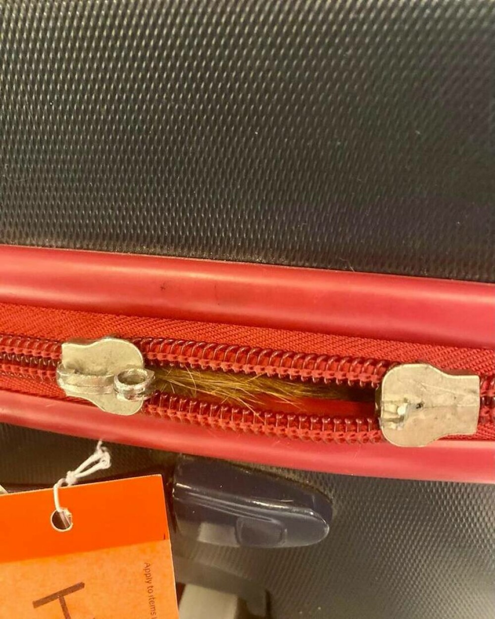 Șoc pentru un agent de securitate din aeroportul JFK când a scanat valiza unui pasager. FOTO - Imaginea 1